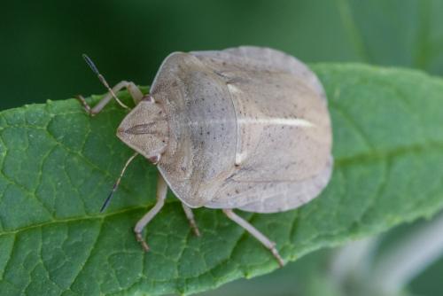 Réf. 326 249 : Eurygaster austriaca