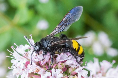 Réf. 326 397 : Scolia hirta hirta
