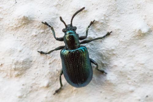 Oulema sp.