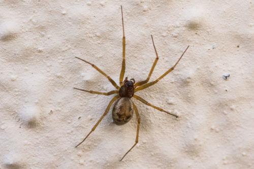 Réf. 326 576 : Tenuiphantes sp.