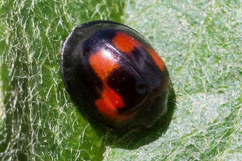 Réf. 326 595 : Exochomus quadripustulatus