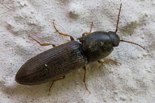 Agriotes sp.
