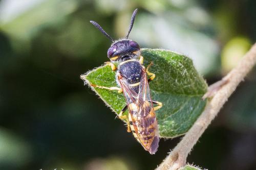 Philanthus triangulum