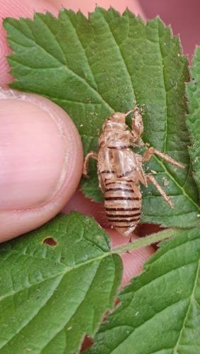 Réf. 326 099 : Cicadetta sp.