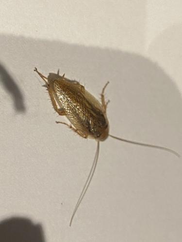 Réf. 326 715 : Ectobius sp.
