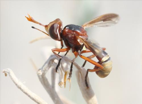 Réf. 326 273 : Conops elegans