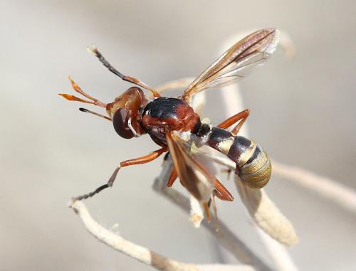 Réf. 326 274 : Conops elegans