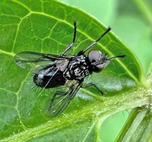 Rhinophora lepida