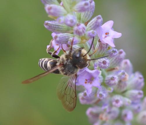 Réf. 326 604 : Coelioxys sp.