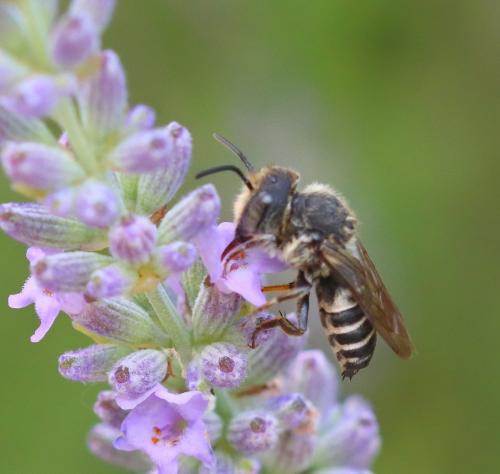 Réf. 326 605 : Coelioxys sp.