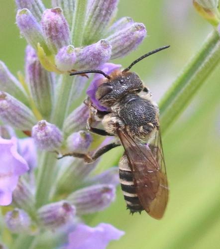 Réf. 326 606 : Coelioxys sp.
