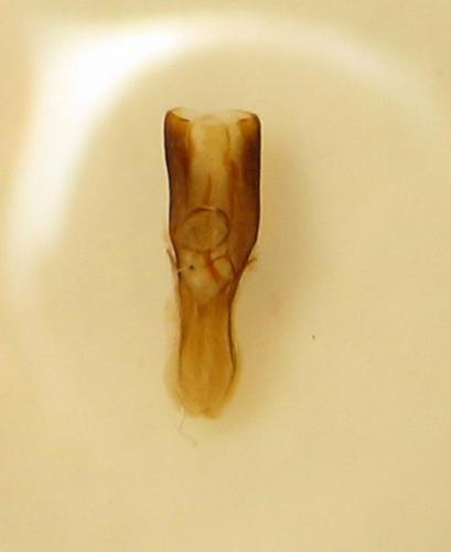 Réf. 326 444 : Stylosomus sp.