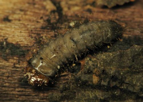 Réf. 326 847 : Dinoptera collaris