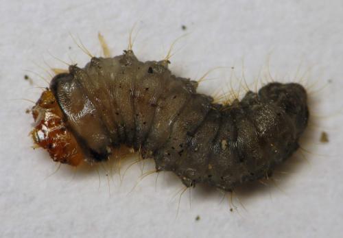 Réf. 326 848 : Dinoptera collaris