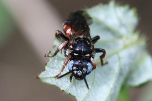 Réf. 326 781 : Epeoloides coecutiens
