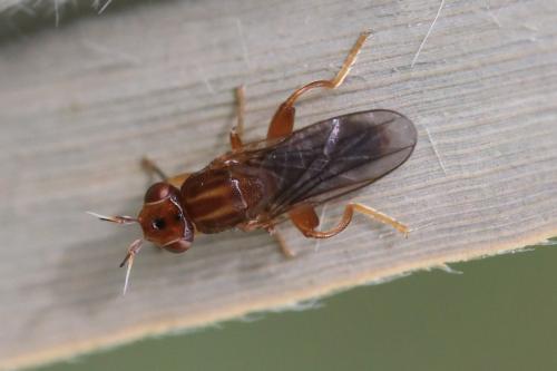 Réf. 326 485 : Platycephala umbraculata
