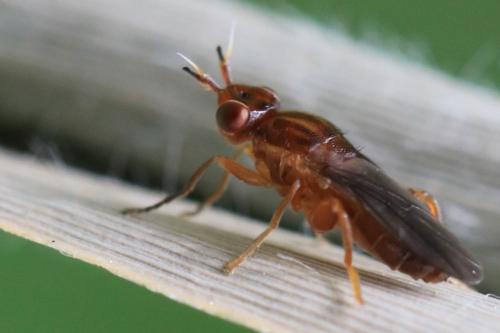 Réf. 326 486 : Platycephala umbraculata