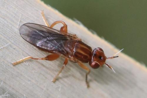 Réf. 326 524 : Platycephala umbraculata