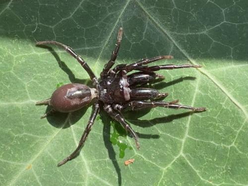 Réf. 326 401 : Atypus piceus