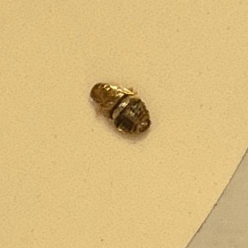 Réf. 326 674 : Planuncus vinzi