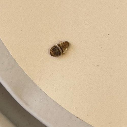 Réf. 326 675 : Planuncus vinzi