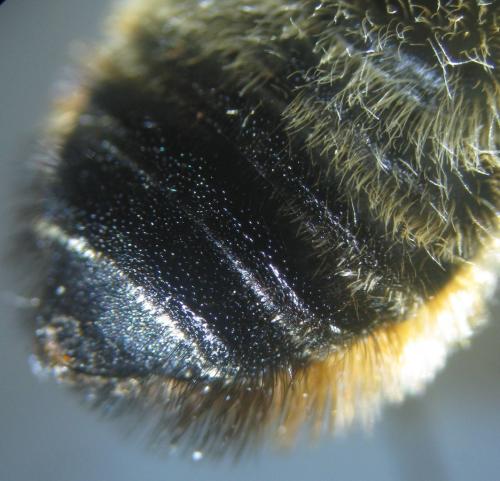 Megachile ligniseca
