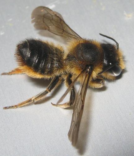 Megachile ligniseca