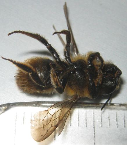 Megachile ligniseca