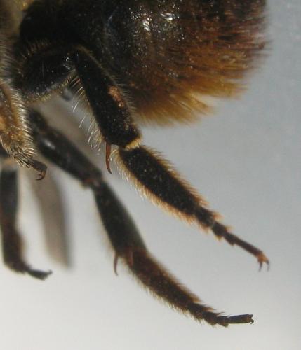 Megachile ligniseca