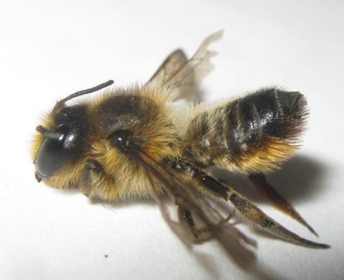 Megachile ligniseca