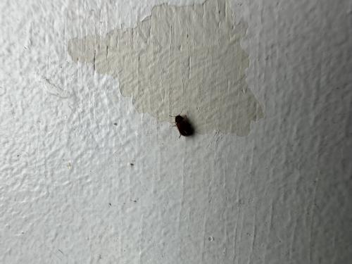 Réf. 326 661 : Anobiinae inconnu