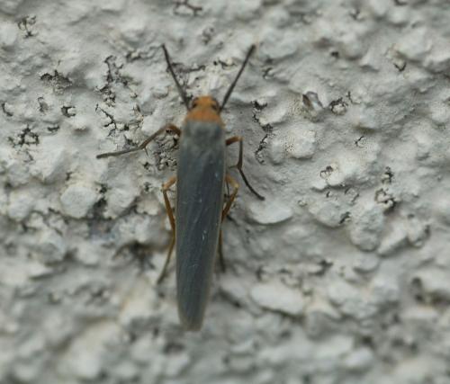 Réf. 326 060 : Eilema sp.