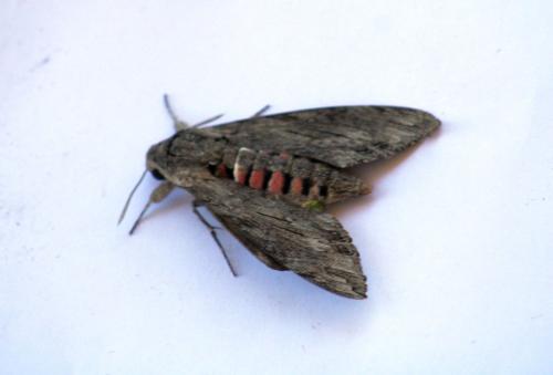 Agrius convolvuli