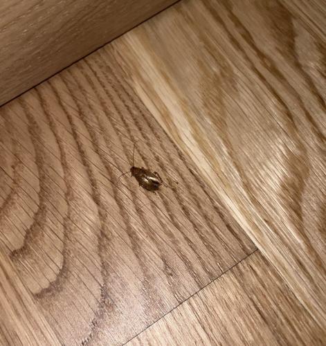 Ectobius sp.