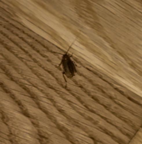 Réf. 326 545 : Ectobius sp.