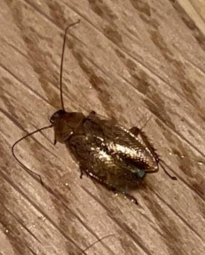 Ectobius sp.