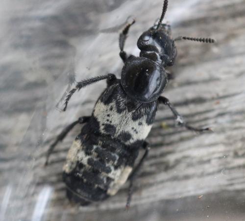 Creophilus maxillosus