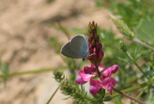Réf. 326 227 : Cupido sp.