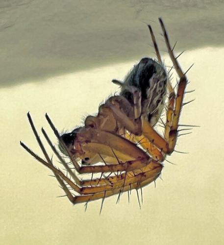 Réf. 326 765 : Neoscona adianta