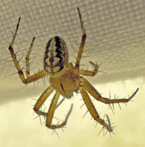 Réf. 326 764 : Neoscona adianta