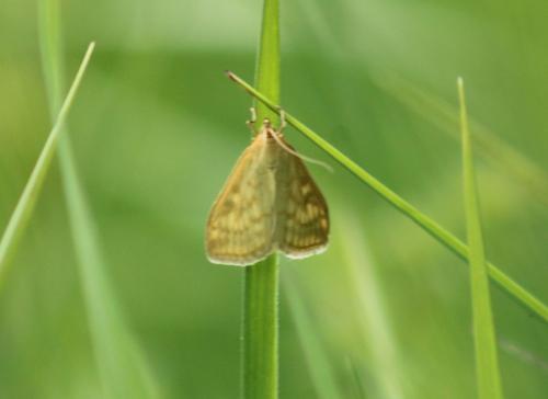 Réf. 326 191 : Sitochroa verticalis