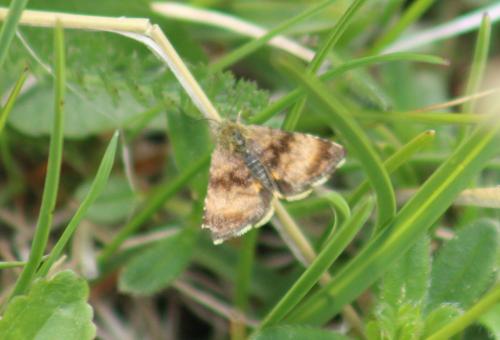 Réf. 326 016 : Panemeria tenebrata