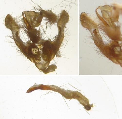 Archanara dissoluta