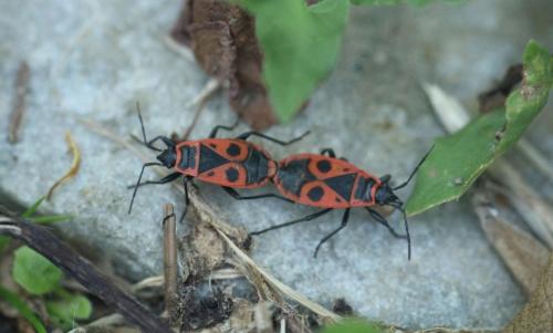 Pyrrhocoris apterus
