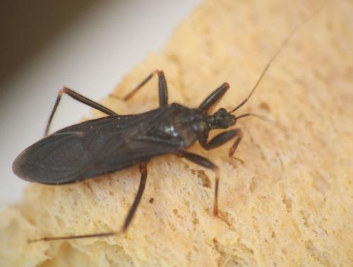 Reduvius personatus