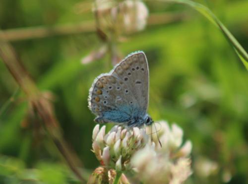 Réf. 326 532 : Polyommatus sp.