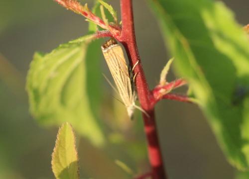 Réf. 326 528 : Chrysoteuchia culmella