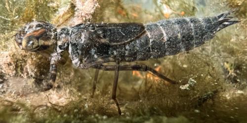 Aeshna sp.