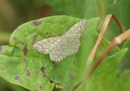 Réf. 326 527 : Scopula immorata