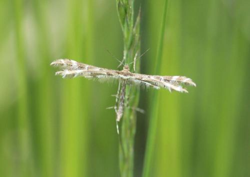 Crombrugghia sp.